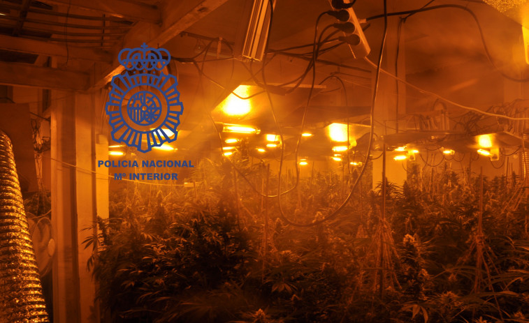 Marihuana de Galicia para el mundo: desarticulan una banda de distribución de cannabis con más de 8.000 plantas