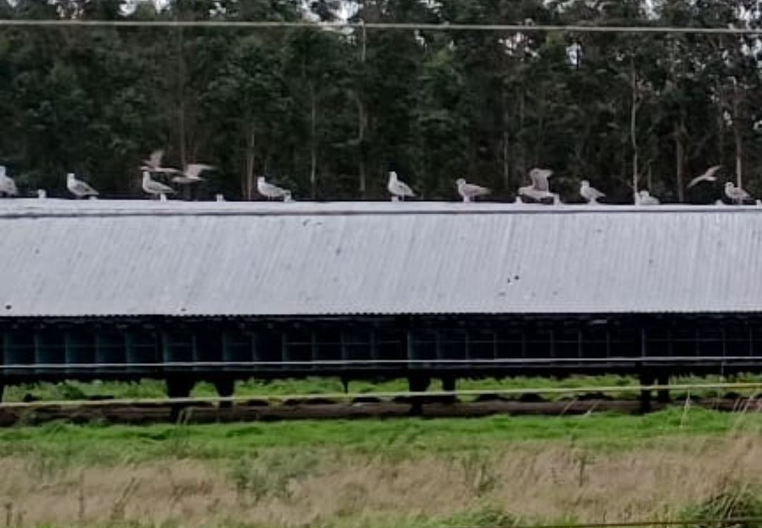 Gaviotas posadas sobre nave de visones de Blomvis Spain en Monte Xalo Carral segu00fan indica la Fundaciu00f3n Franz Weber en una fotografu00eda remitida esta semana a los medios