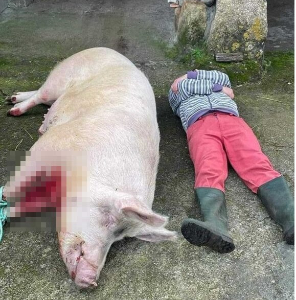 (VÍDEO) Denuncian una matanza casera en Carnota con un cerdo “mal aturdido” y con su dueño “mofándose” del animal