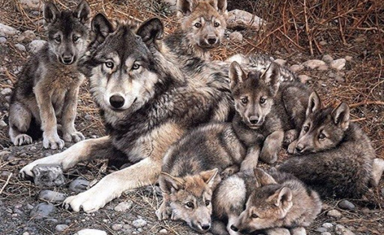 ¿Hay tantos lobos en Galicia como dice la Xunta? Recelo de los grupos ecologistas por el censo autonómico
