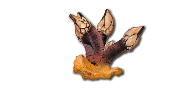 Pollicipes polymerus de Galicia