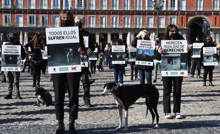 Vigo y A Coruña acogerán una manifestación contra la exclusión de los perros de caza de la ley de bienestar animal