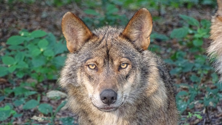 Las comunidades loberas se salen con la suya y el lobo podrá ser cazado de nuevo en el norte de España