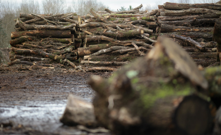 Faltan leñadores en Galicia para colmar la demanda de madera para quemar en invierno