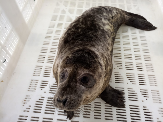 Archivo - El lobo marino ceniciento ‘Maxibar’ vuelve al medio natural tras completar su recuperación