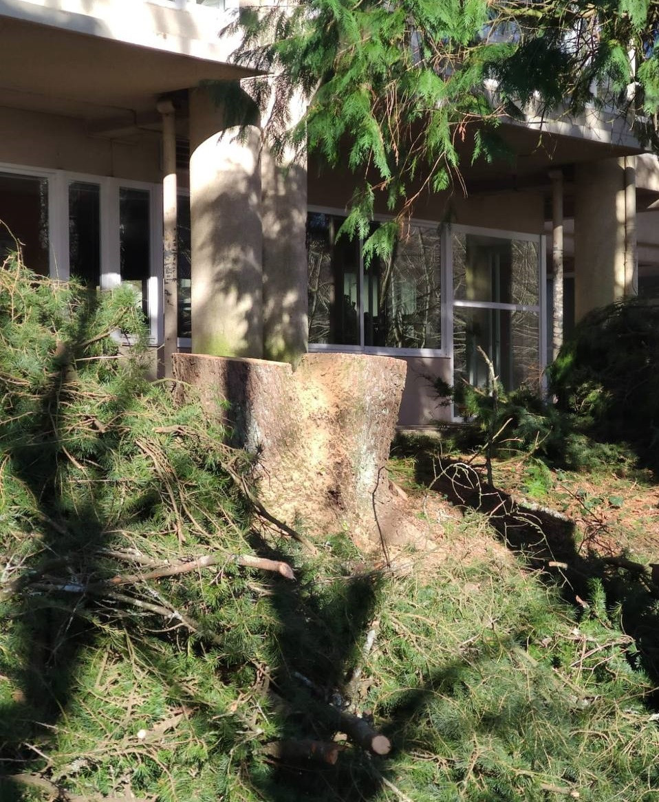 Tala de cedros en las inmediaciones de la residencia de estudiantes Burgo das Nacións en Santiago.