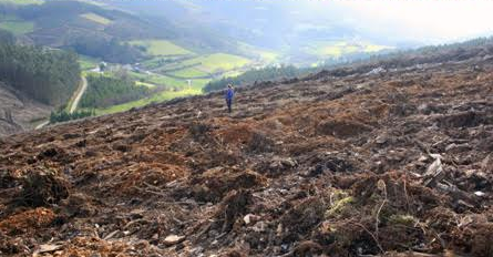 Milleiros de anos de historia derramados a maior gloria do eucalipto