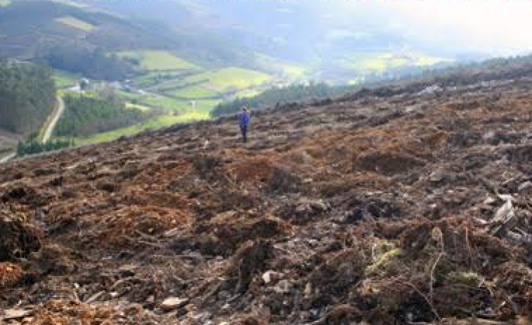 Milleiros de anos de historia derramados a maior gloria do eucalipto