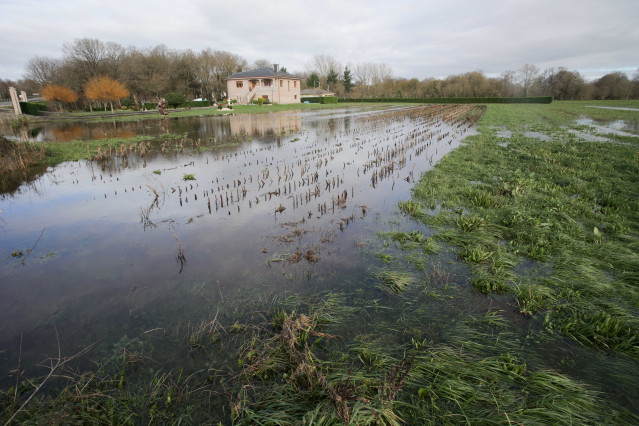 Vegetación afectada por el desbordamiento del río Miño a su paso por Triabá