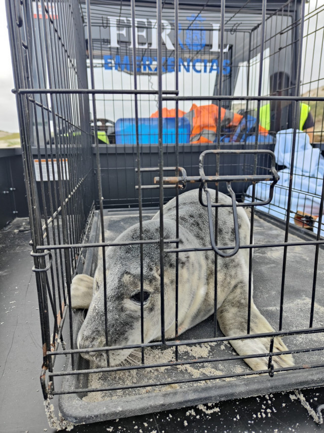 Foca herida rescatada en la playa de Santa Comba, en Ferrol.