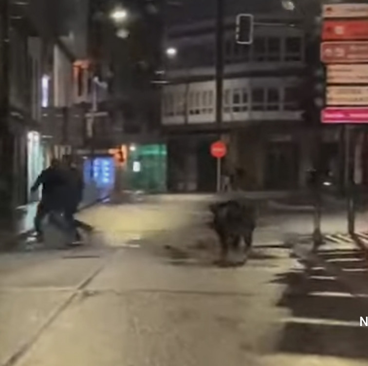 Vídeo: Un jabalí carga contra varias personas en el centro de Carballo