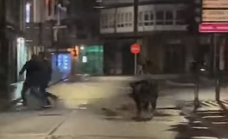 Vídeo: Un jabalí carga contra varias personas en el centro de Carballo