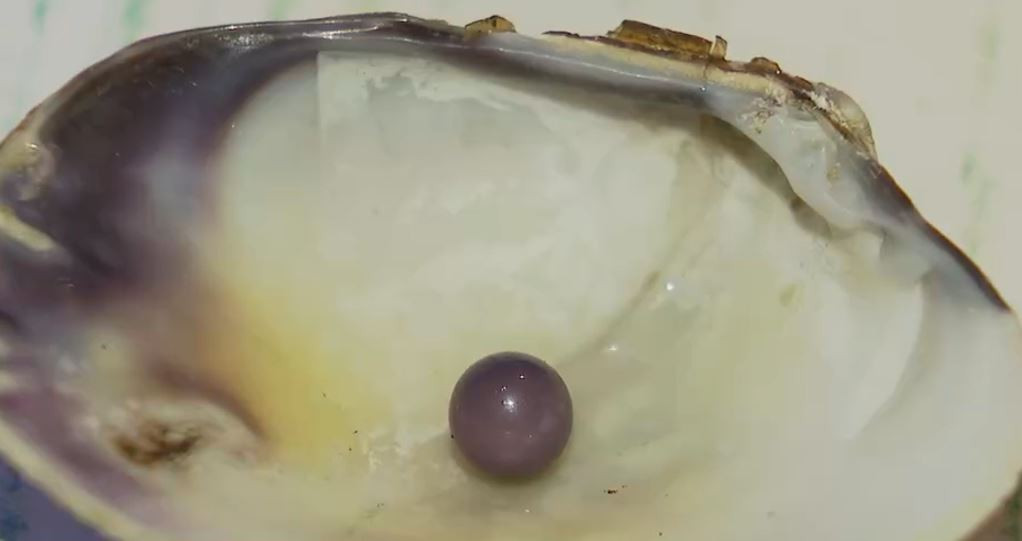 Perla en una almeja de Muros