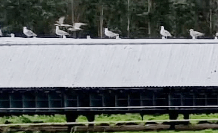 Fallece una china por gripe aviar, el virus que saltó de aves a visones en una granja de Carral (A Coruña)