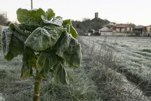 Vegetación afectada por las heladas en Galicia.