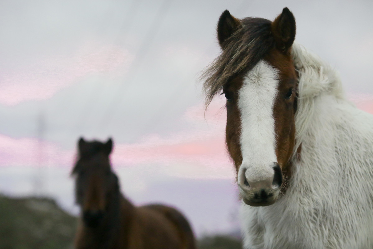 Caballos salvajes en la Serra do Xistral (Lugo).