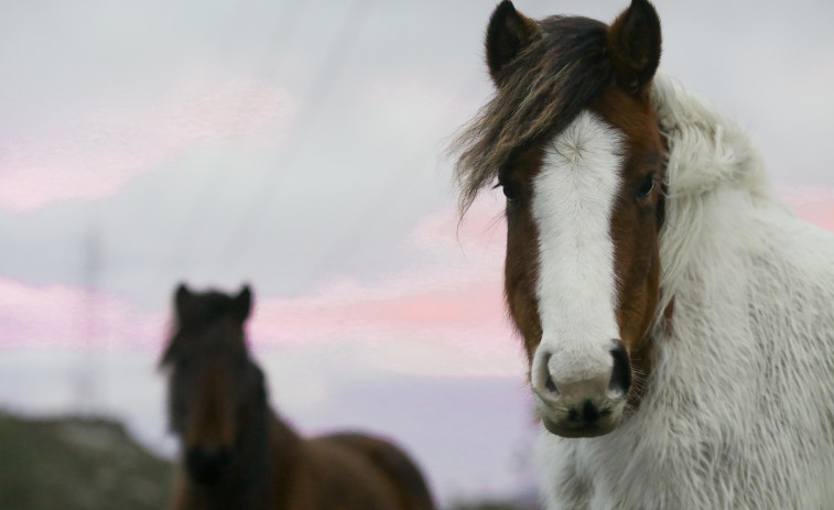 El número de caballos salvajes se reduce en los montes gallegos, donde son 