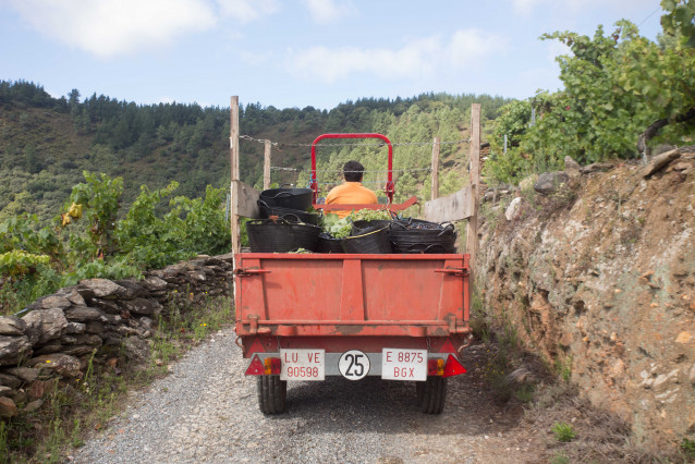 Archivo - El tractor de la familia Rodríguez Guntiñas se dirige de vuelta a la bodega cargado de uva, a 18 de septiembre de 2021, en Vilachá de Salvadur, A Pobra de Brollón, Lugo, Galicia, (España). En la aldea de Vilachá de Salvadur, los viticultores y b