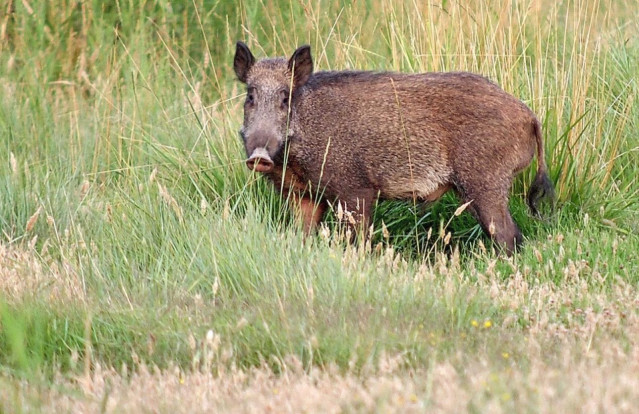 Archivo - Jabalí en un prado.