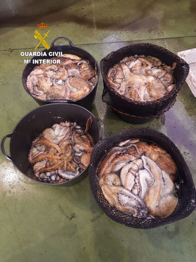 Más de 100 kilos de pulpo de talla pequeña incautados en el puerto de Camariñas (A Coruña).