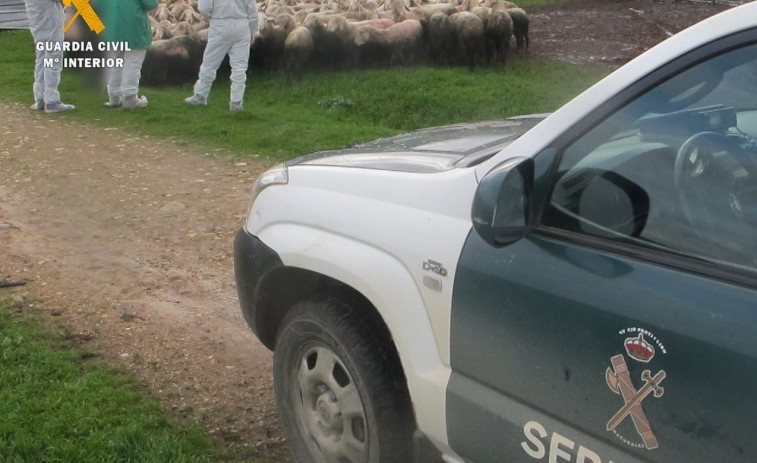 Desarticulada una banda que robaba ovejas y cabras continuamente en Baleira y otro robo en Meira, Lugo