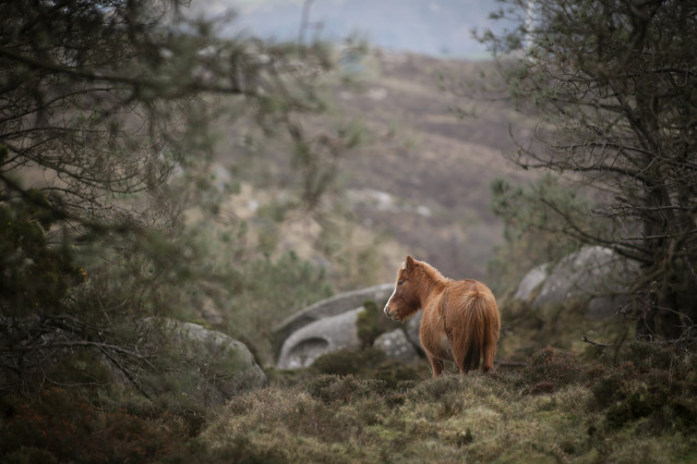 Un caballo salvaje, a 13 de enero de 2023, en Ferreira do Valadouro, Lugo, Galicia (España). En la sierra del Xistral habita una población de entre 1.500 y 2.000 caballos, que pertenecen a alrededor de 160 propietarios. El proyecto europeo Life in Common