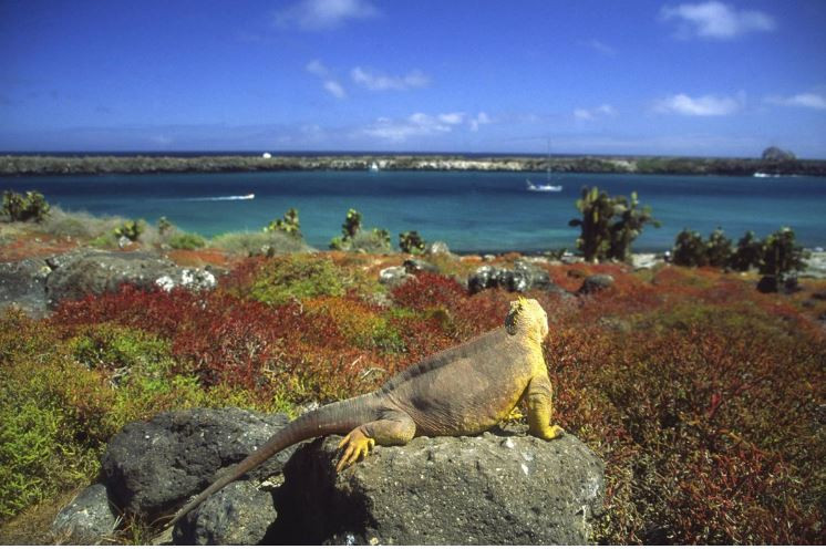 Las Islas Galápagos, la joya de la corona ecuatoriana que recupera el turismo prepandemia