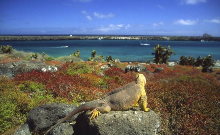 Las Islas Galápagos, la joya de la corona ecuatoriana que recupera el turismo prepandemia