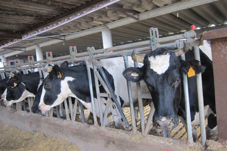 Os gandeiros volverán á rúa