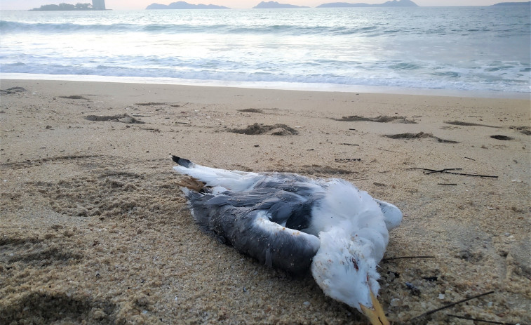 Gripe aviar: la OMS ve riesgo de pandemia y en Galicia cada vez hay más aves infectadas y ya saltó a visones