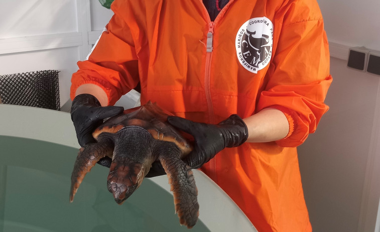 La tortuga Ferdylan se recupera en Galicia antes de regresar al mar