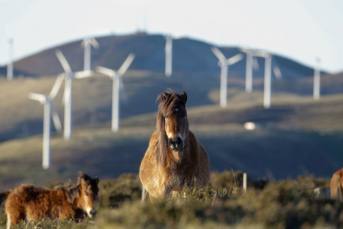 Archivo - Un caballo observa los aerogeneradores del Parque eólico de Tronceda, en la Serra do Xistral, en la comarca de Terra Cha, a 22 de febrero de 2022, en Mondoñedo, en Lugo, Galicia (España).