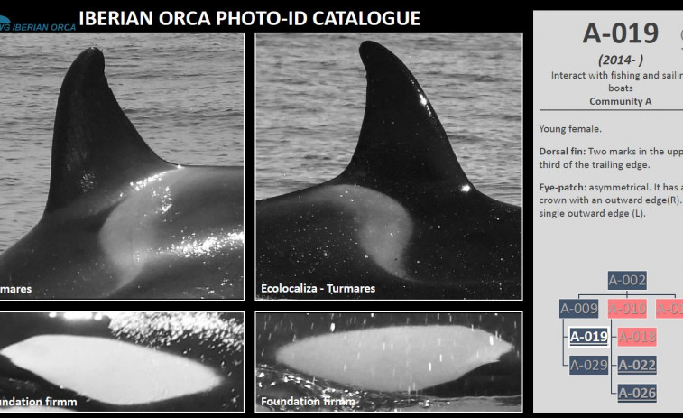 Publican un catálogo de fotoidentificación de las orcas ibéricas
