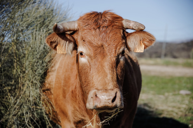 Archivo - Una vaca pastando en una finca de ganadería extensiva en Colmenar Viejo, a 12 de enero de 2022, en Madrid (España). Esta producción de ganadería extensiva cuenta con 70 hectáreas de terreno con vacas y toros. La consejera de Medio Ambiente, Vivi