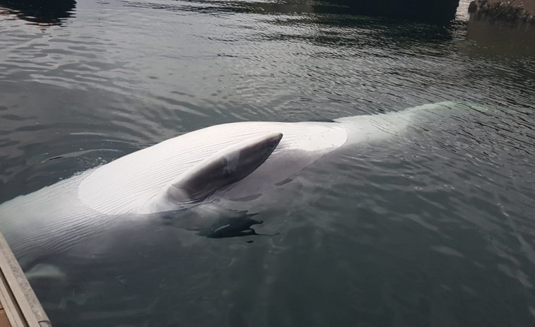 Una ballena de 8 metros aparece en los muelles de la Estación Naval de Ferrol