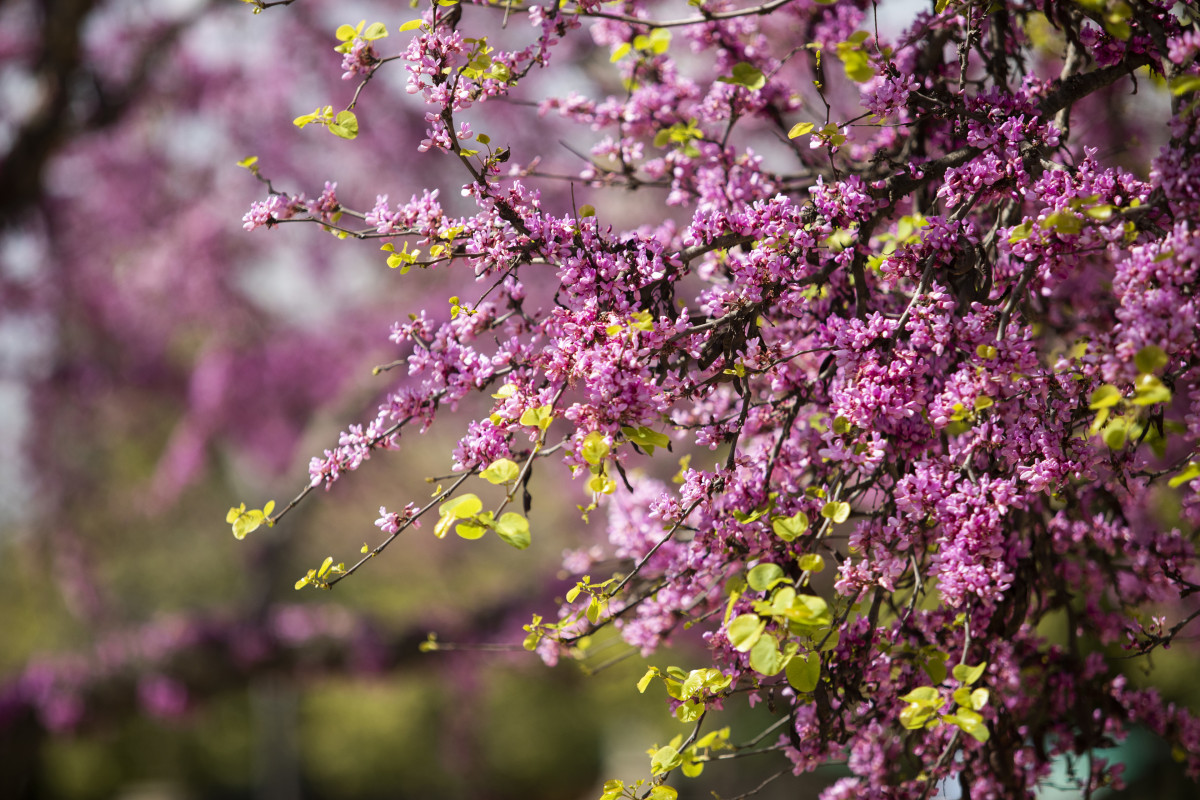 Ejemplar de árbol del Amor (Cercis siliquastrum) en flor. A 17 de marzo de 2023, en Sevilla.