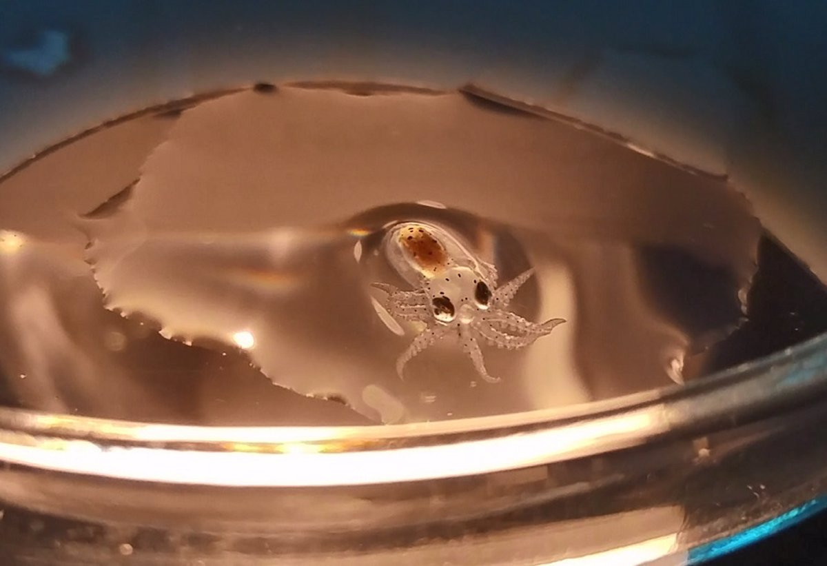 Fotonoticia 20190718130844 1200