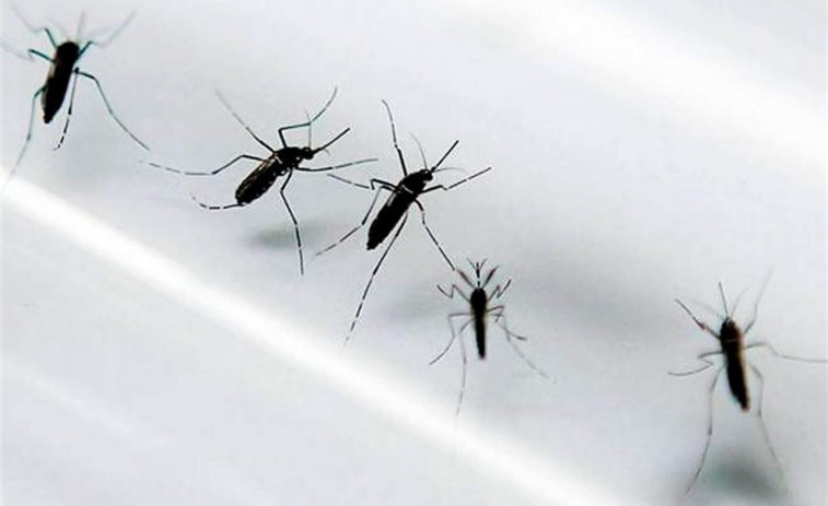 ​O Sergas confirma tres novos infectados polo virus zika en Galicia