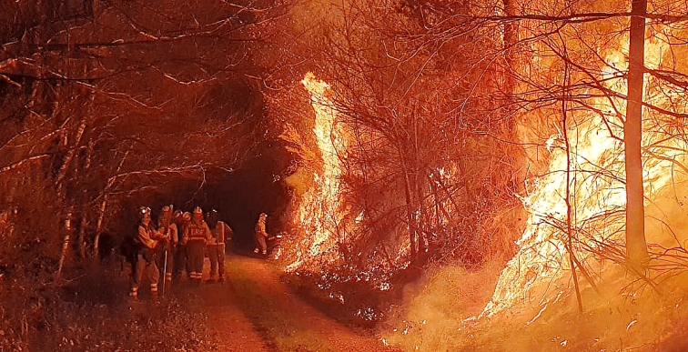 El debate sobre la madera quemada se reaviva al pedir los madereros sacarla cuanto antes