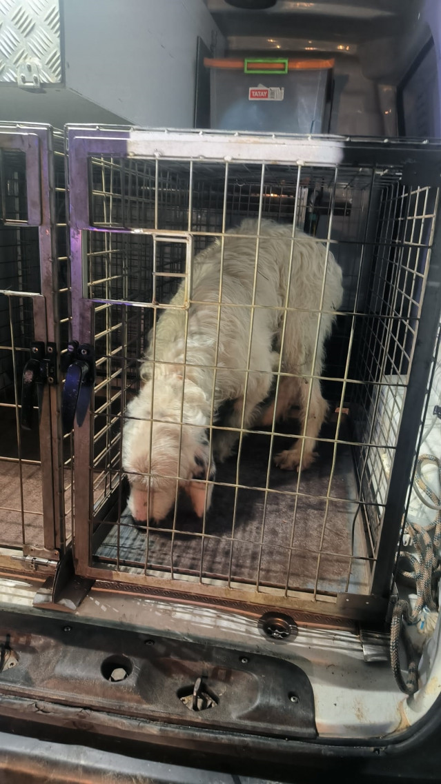 Uno de los perros maltratados