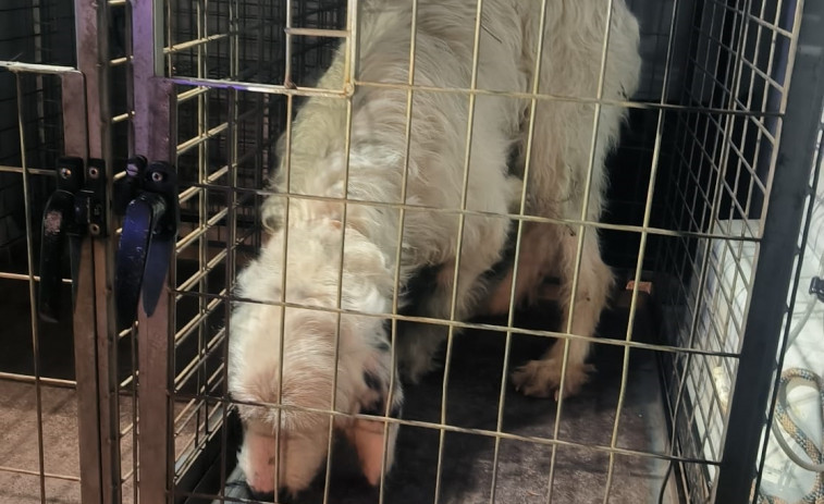 Maltrato animal: detenido un vecino de O Carballiño por arrojar un perro desde un viaducto de la A-53