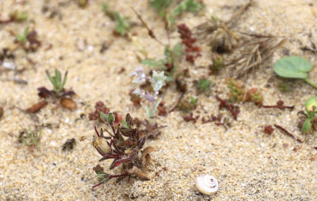 Recuperación de una planta amenazada en Corrubedo.