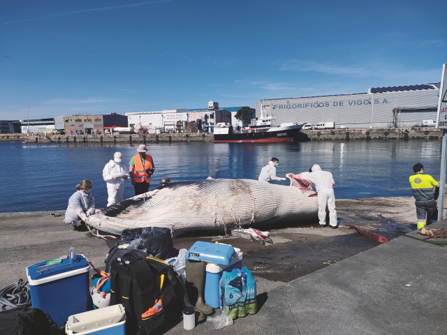 Ejemplar de cría de ballena común, que apareció muerta cerca de la escollera de la terminal de Bouzas, en el Puerto de Vigo.