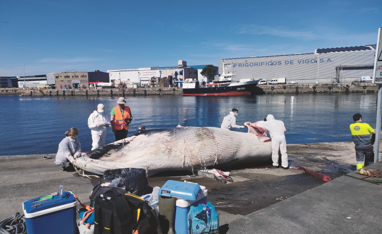 Una cría de ballena choca con un barco y aparece flotando en el puerto de Vigo