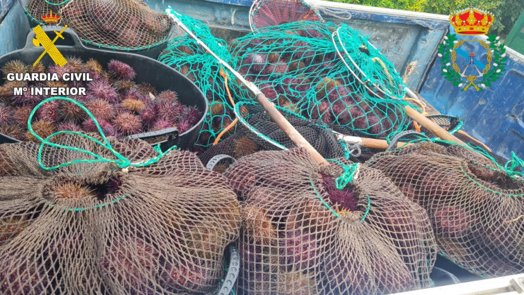 Incautados 227 kilos de erizos, 180 de berberecho y un vehículo en Bergondo