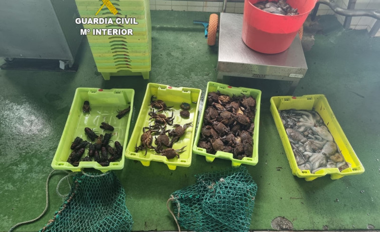 Incautan 7,4 kilos de pulpo inmaduro, 8 kilos de nércoras y 1,05 kilos de santiaguiños en Malpica (A Coruña)