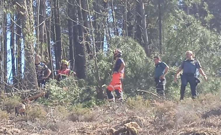 Muere un trabajador forestal en Augas Mestas (Quiroga, Lugo) tras caerle un árbol encima