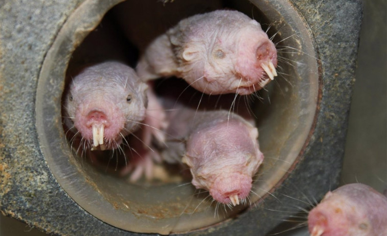 Más de medio millón de euros en ayudas para los ganaderos perjudicados por la plaga de rata topo