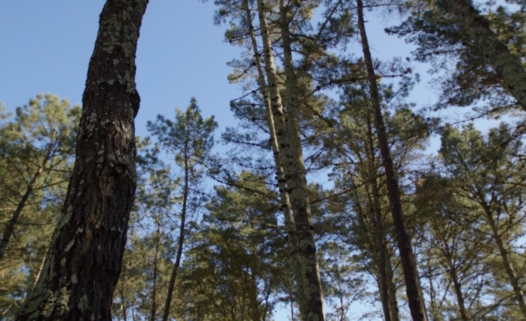 El 'Bosque Fundación' de Naturgy busca revitalizar 7 hectáreas de terreno quemado