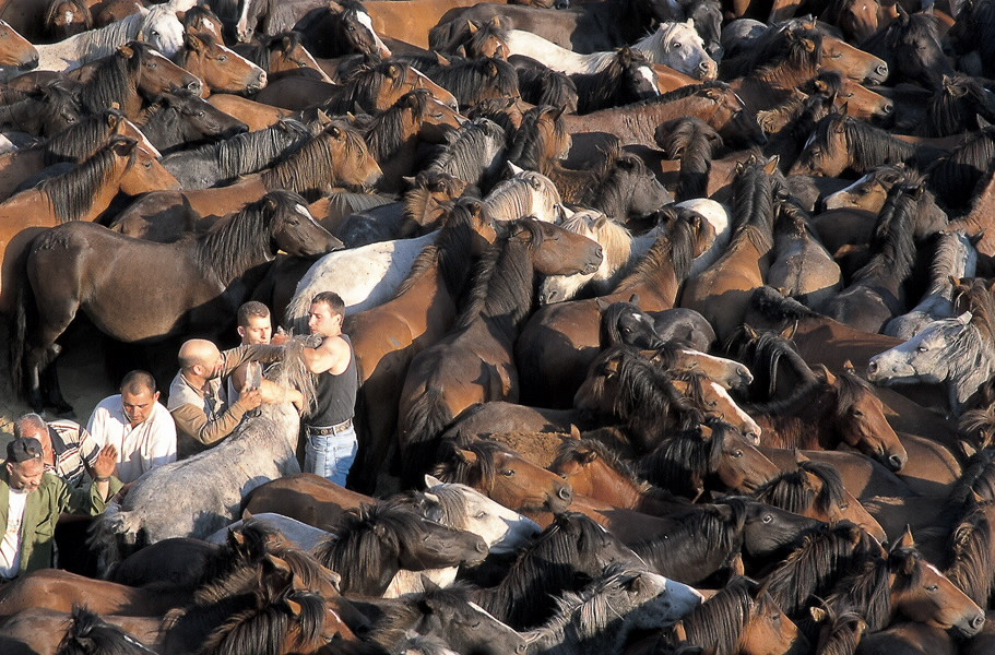 Rapa das bestas sabucedo